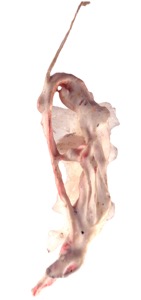 Bits and pieces from the wonderfull world of Martin Mc Nulty